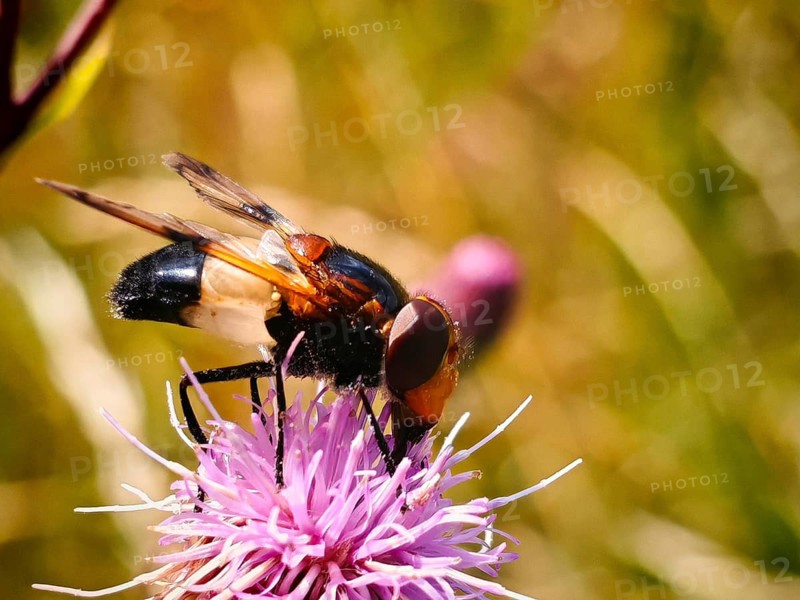 Close-up of a Pellucid Fly (Volucella pellucens) on the purple flower of a thistle (Cirsium vulgare) in a sunny field with a blurred background, Rennsteig, Frankenwald nature park Park, Upper Franconia