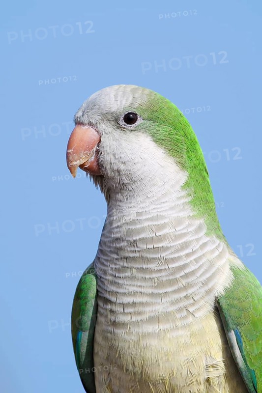 Monk Parakeet (Myiopsitta monachus), portrait, Fuerteventura, Canary Islands, Spain