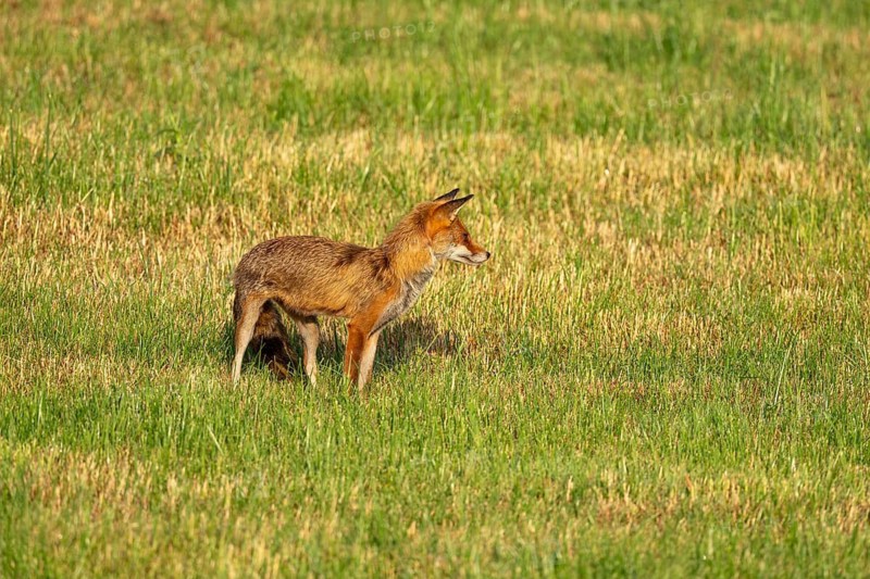 Red fox (Vulpes vulpes), Vulkaneifel, Rhineland-Palatinate, Germany