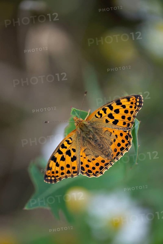 Argynnis Lathonia, Issoria Lathonia, little mother-of-pearl butterfly, queen of Spain fritillary, butterfly, butterfly, butterfly, butterfly, butterfly