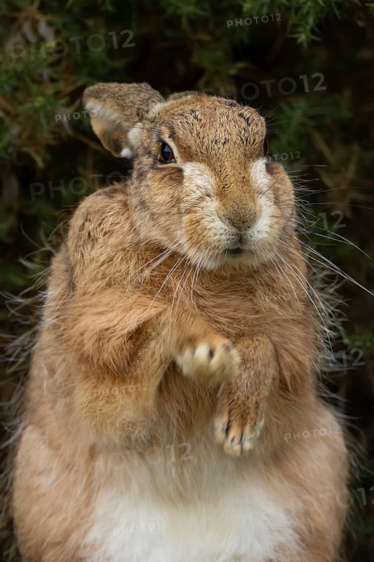 European brown hare (Lepus europaeus) adult animal stretching its front legs in grassland, England, United Kingdom