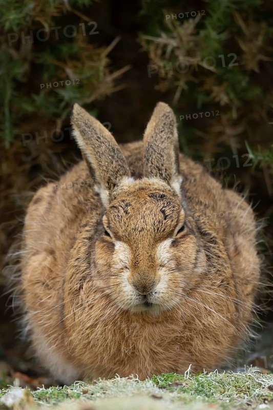 European brown hare (Lepus europaeus) adult animal resting in grassland, England, United Kingdom