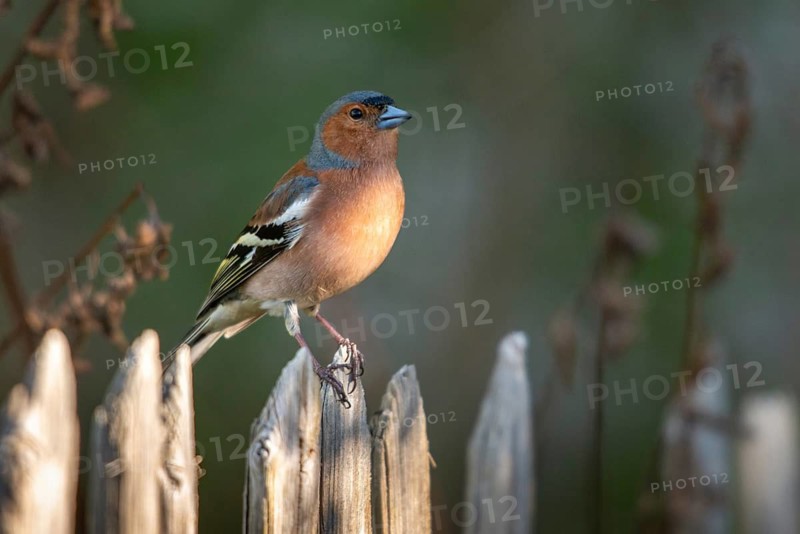 Chaffinch, Fringilla Coelebs, Birds, Garden, Garden Fence, Garden Fence, Male, Passeri, Songbirds, Birds