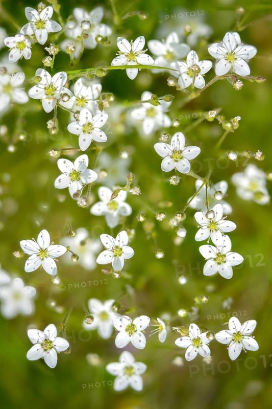 Caryophyllaceae, spring yeast, calamine spring weed, Harzer spring weed, cupriot flower, minuartia verna subsp hercynica, clove family, spring sandword, flora, high size, portrait format, plants, plants