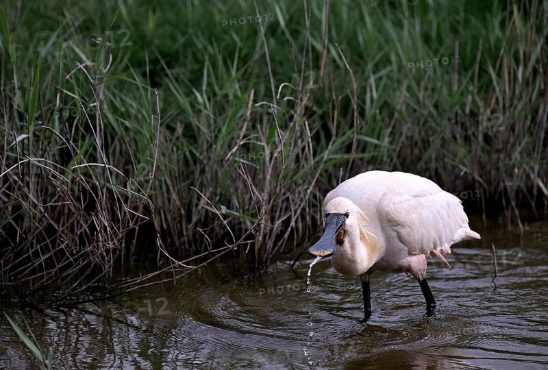 Spoonbill (Platalea leucorodia) looking for food in shallow water with drops of water in its open beak. Texel, North Holland, Netherlands