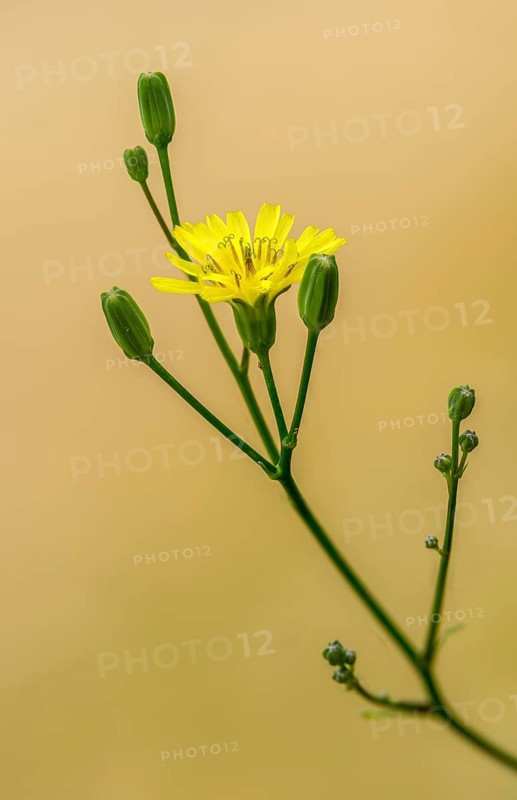 Bitter herb, common bitter herb, hawkweed bitter herb, hawkweed oxtongue, picris hieracioides, flora, high size, portrait format, plants