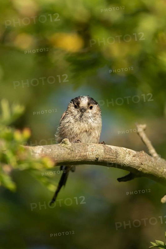 Long tailed tit (Aegithalos caudatus) adult bird on a tree branch, England, United Kingdom