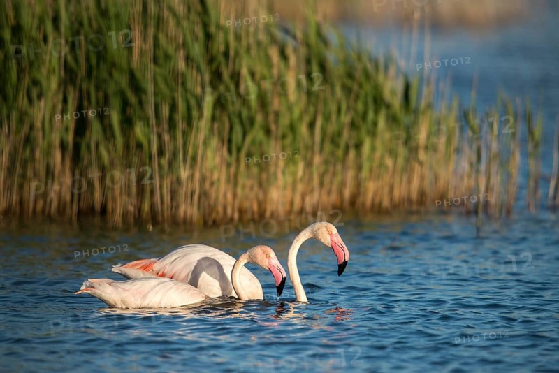 Afro-Asian Greater Flamingo, Eurasian Flamingo, European Flamingo, Granelli, Greater Flamingo, Italy, Pantano Cuba Lagoon, Pantano Longarini Lagoon, Pantani Cuba and Longarini, Phoenicopterus Roseus, Rosy Flamingo, Migratory Bird Sanctuary Pantani Cuba & Longarini, Birds, Ciconiiformes, Flamingo, Italy birds, Sicily, Foundation for Biodiversity, stork birds, birds
