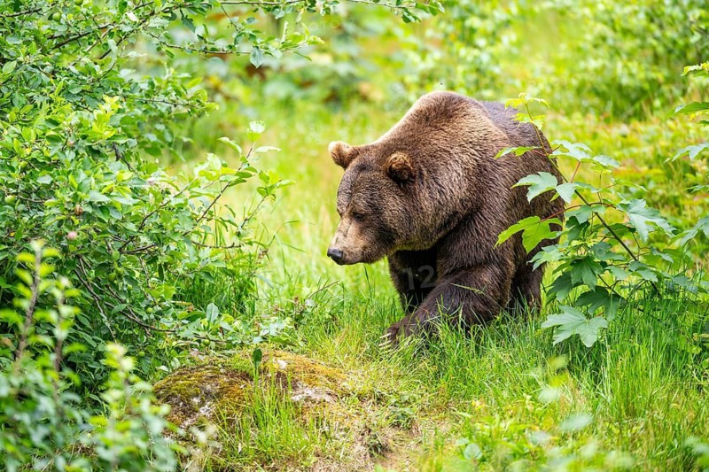 Eurasian brown bear (Ursus arctos arctos) standing between bushes, Bavarian Forest, Bavaria, Germany