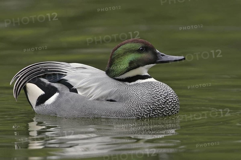 Falcated Duck (Mareca falcata) male, California, USA