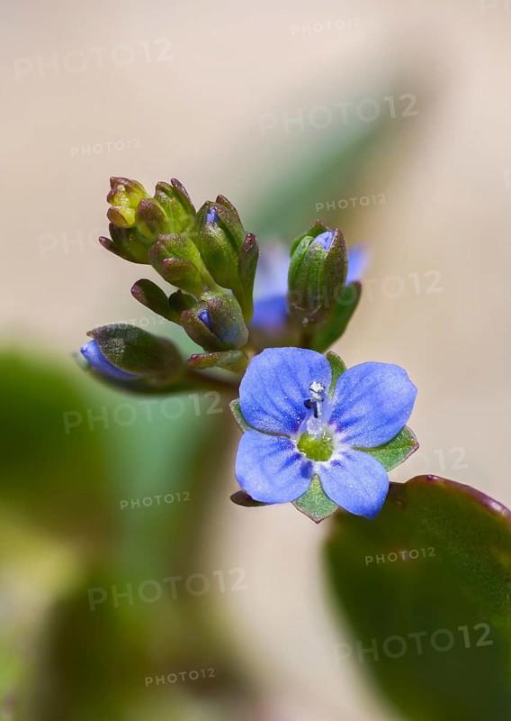 Bach Honorary Prize, Bachbunge, Honorary Prize, European Speedwell, Plantaginaceae, Plantain, Brooklime, Flora, High Size, Portrait Format, Plants, Veronica Beccabunga