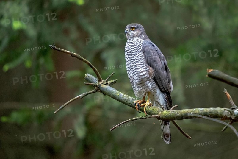 Accipiter Nisus, Accipitriformes, Sparrowhawk, Sparrowhawk, Birds of Prey, Raptors, Birds