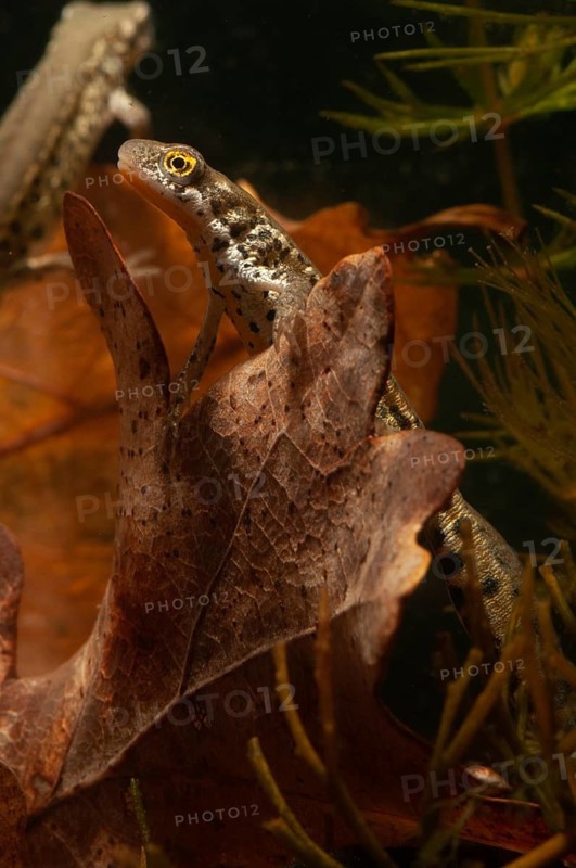 Italian newt, Italian water newt, Lissotriton italicus, Triturus italicus, amphibians, caudata, high size, upright format, amphibians, male, newt, tailed amphibians, water newts