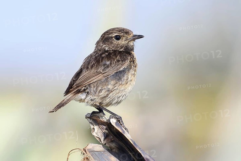 Stonechat (Saxicola rubicola), female, Algarve, Portugal