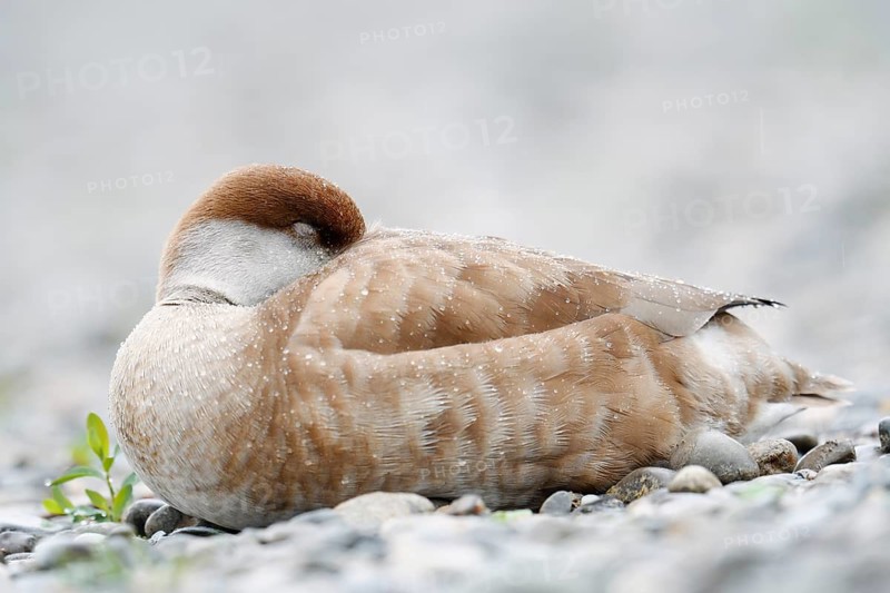 Red-crested Pochard (Netta rufina), female resting on the shore, Lake Constance, Baden-Württemberg, Germany
