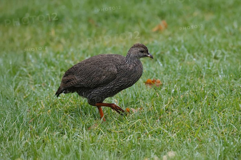 Cape Francolin (Pternistis capensis), adult, running, foraging, Karoo Desert Botanic Garden, Worcester, Western Cape, South Africa