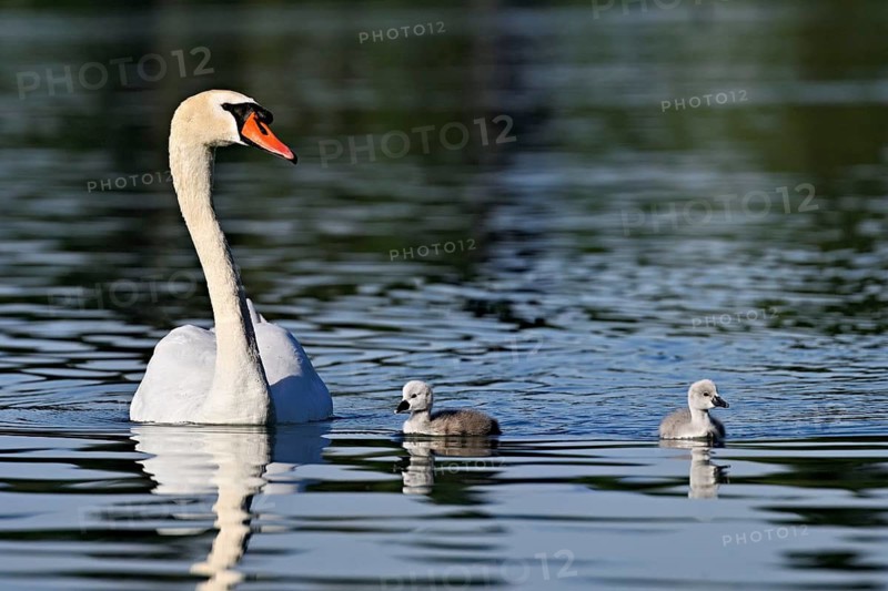 Mute swan (Cygnus olor), male with two chicks swimming in Lake Zug, Canton Zug, Switzerland