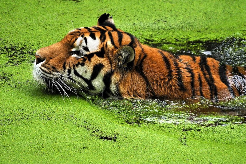 Siberian tiger (Panthera tigris altaica) in a moat covered with duckweed (Lemna minor), Nuremberg Zoo, Am Tiergarten 30, Nuremberg, Middle Franconia, Bavaria, Germany