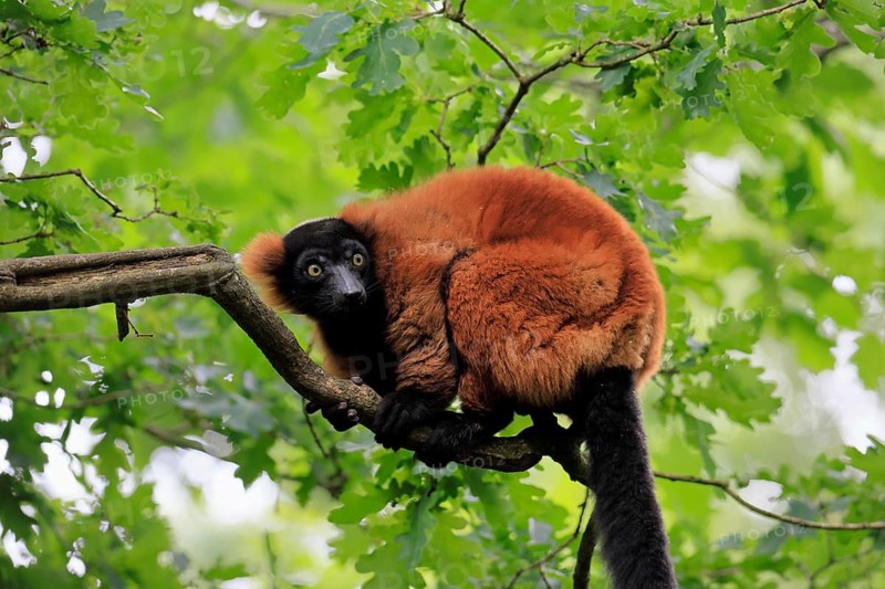 Red ruffed lemur (Varecia rubra), adult, on a tree, alert, Madagascar