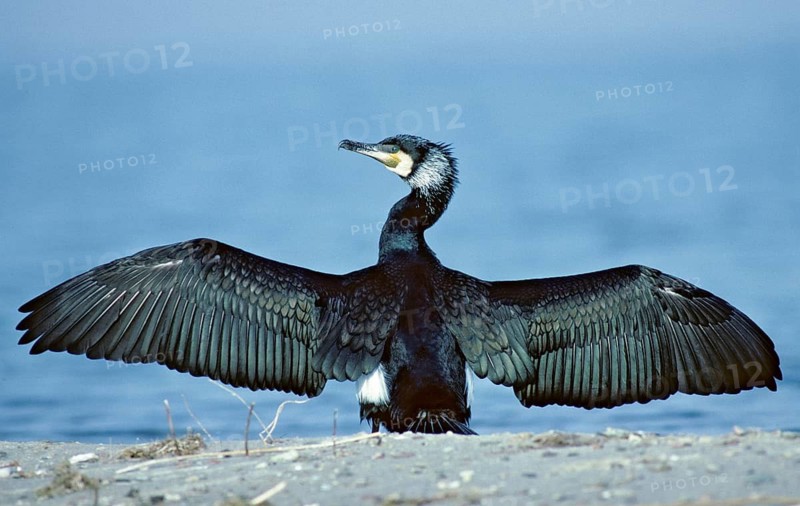 Black shag, cormorant, phalacrocorax carbo, birds, breeding plumage, brood dress, leo, pelecaniforms, magnificent dress, ropedes, birds, waterbirds, waterbirds