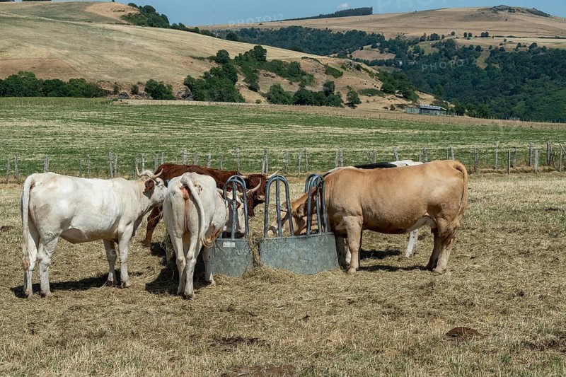 Cows gather around a metal feeder to eat dry hay in a scorched, yellow pasture during a summer heatwave in France. The environment shows the clear impact of severe drought on the agricultural land
