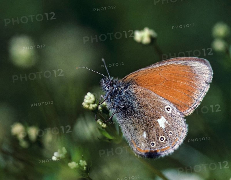Chestnut heath, coenonympha glycerion, rust-brown meadowbird, red-brown meadowbird, butterfly, insects, butterfly, butterflies