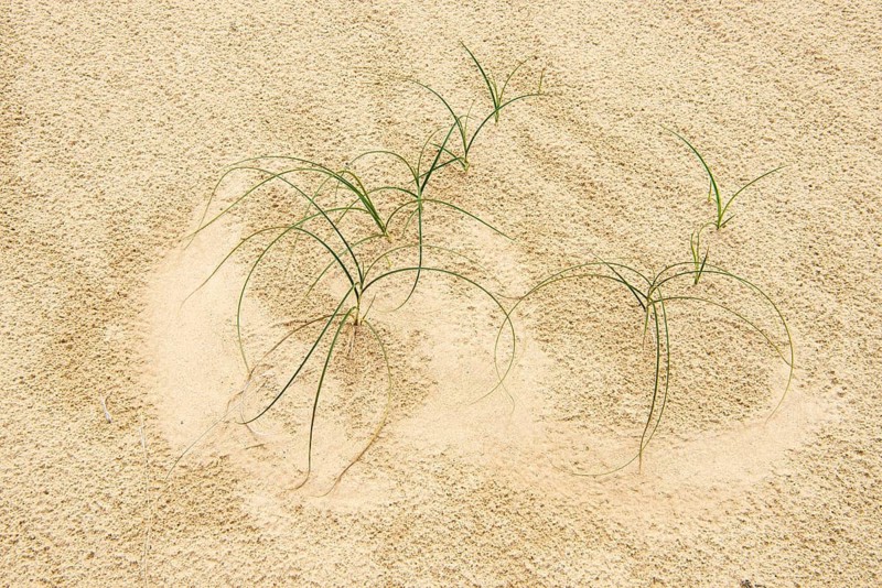 Pioneer plants on a dune in the Hooge Veluve National Park, De Hooge Veluve, Arnhem, the Netherlands