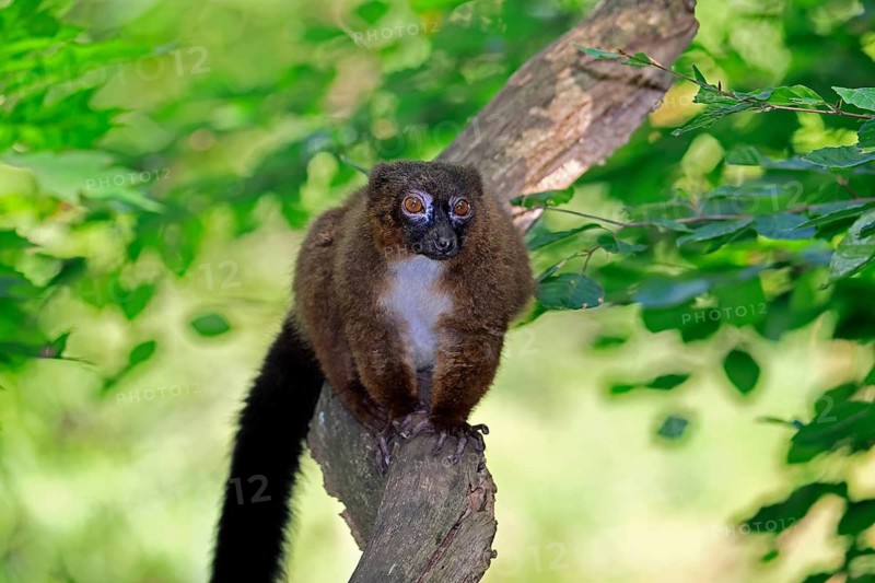 Red-bellied lemur (Eulemur rubriventer), adult male, on a tree trunk, alert, Madagascar