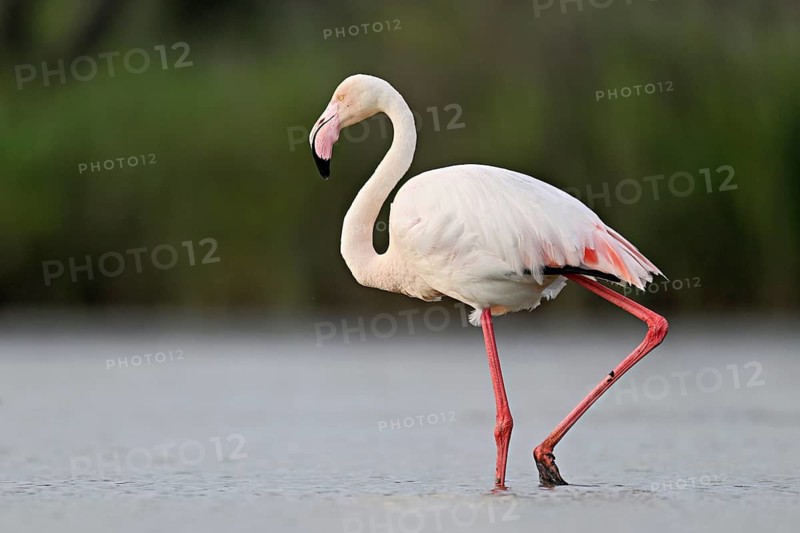A greater flamingo (Phoenicopterus roseus), standing in the water, Camargue Regional Nature Park, southern France