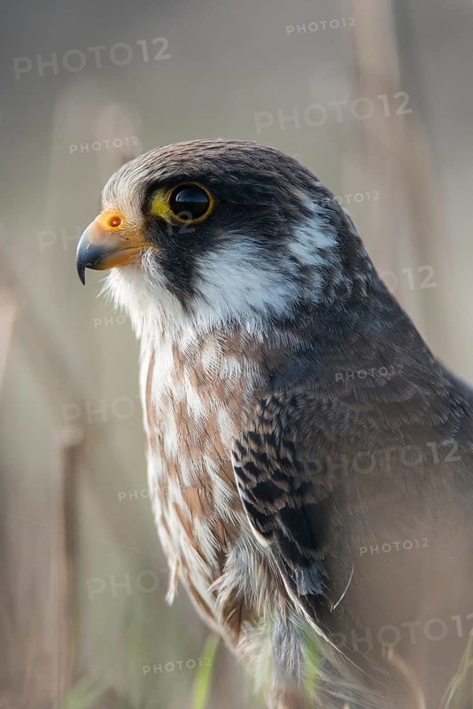 Falco vespertinus, red-footed falcon, red-footed falcon, birds, falconiformes, falcons, birds of prey, high size, portrait format, raptors, birds