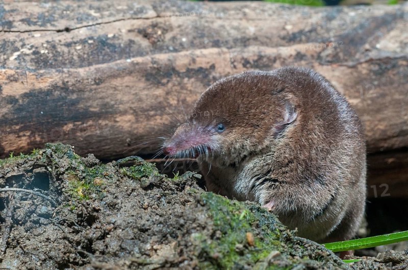 Common shrew, insectivora, insectivora, sorex araneus, wood shrew, mammals, shrew, mammals
