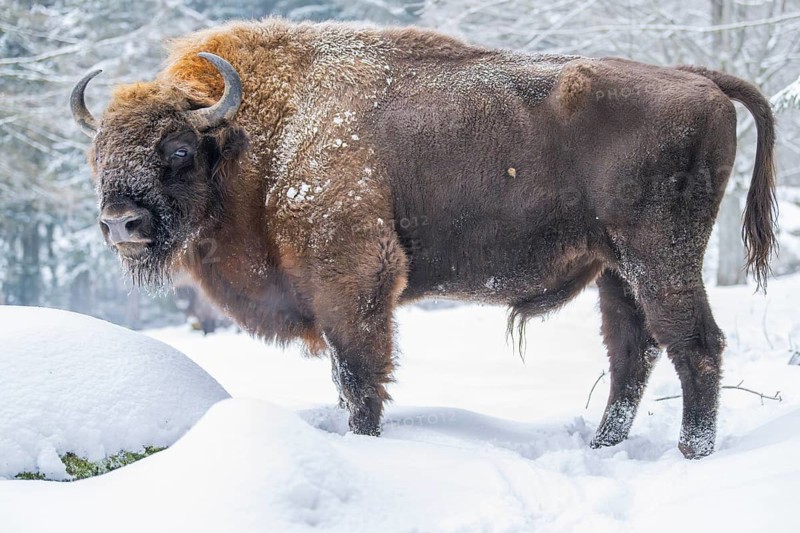 European bison (Bison bonasus) or Wisent standing on a meadow next to the forest in winter, snow, Bavaria, Germany