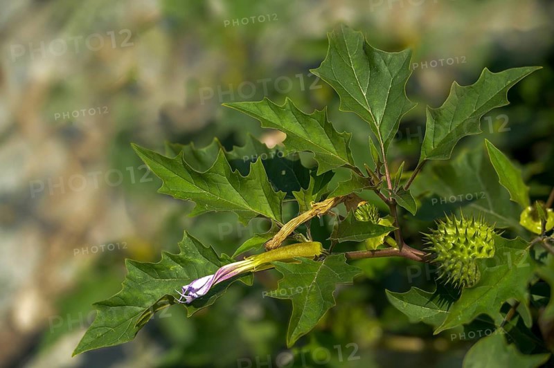 Common thorn-apple, datura inermis, datura stramonium, datura tatula, common thorny apple, thorny apple, white thorn apple, flora, plants, plants
