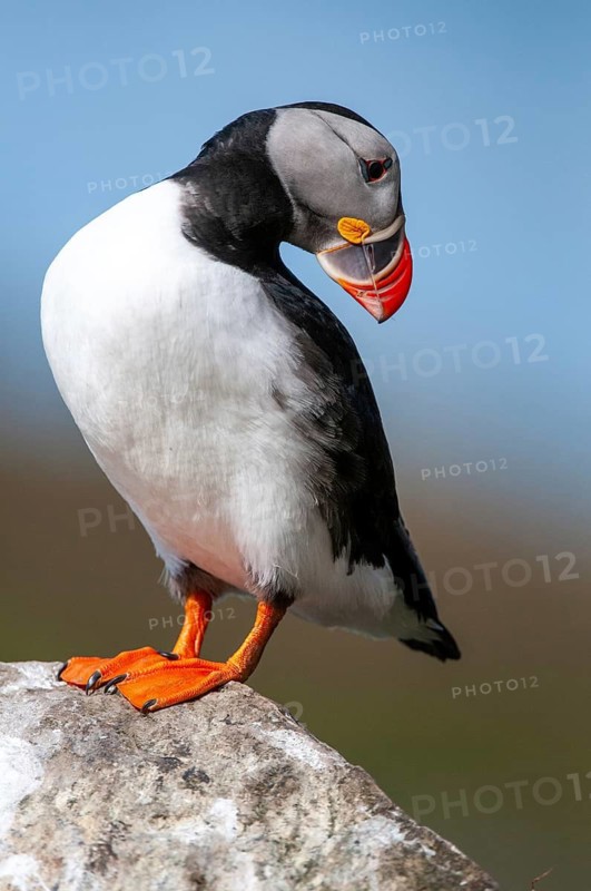 Atlantic puffin, Fratercula arctica, Norway, puffins, puffins, varanger, alcidae, alcidae, alkenbirds, birds, high size, portrait format, birds, waterbirds, waterbirds