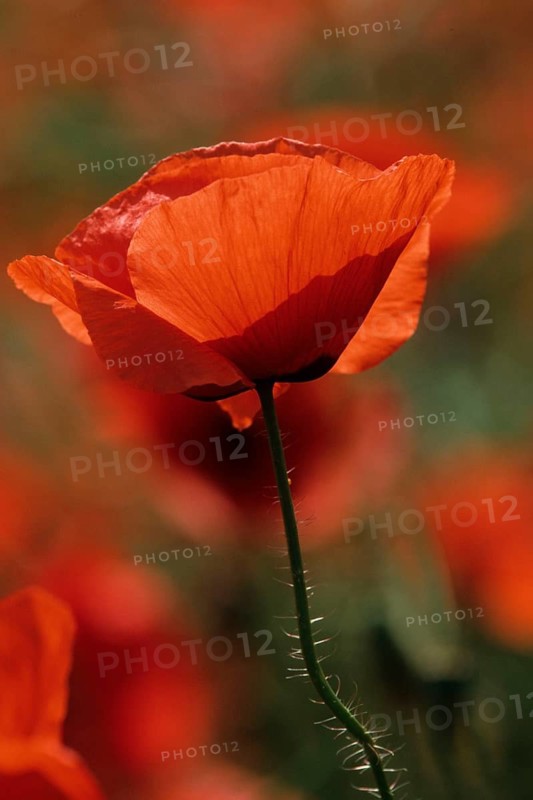 Poppy, plant, Turkish poppy, red poppy, Oriental Poppy, Germany