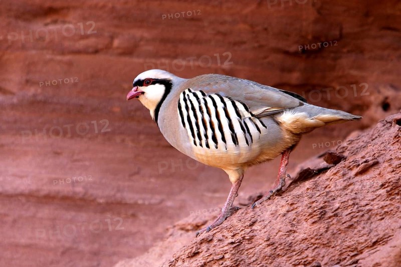 Animals, birds, bird, chukar, chukar partridge, (Alectoris chukar), Utah, USA, United States, Utah, USA