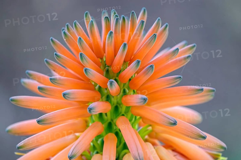 Tree aloe (Aloe arborescens), Tenerife, Canary Islands, Spain