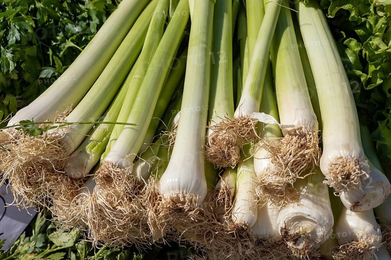 Bunch of fresh leeks with roots under sunlight, showing vibrant greens