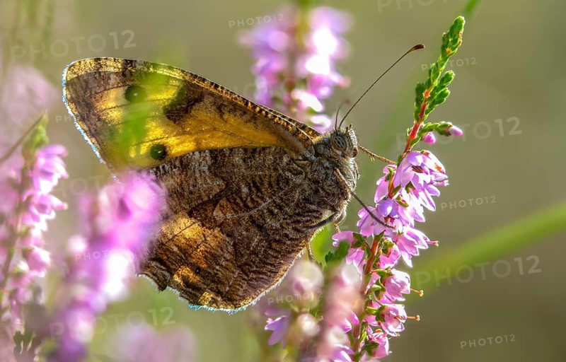 Brandenburg, Germany, heather, Hipparchia Semele, Nabu, Nabu project, national natural heritage, natural paradise Grünhaus, ochre velvet butterfly, rock grayling, rust bandage, post-mining landscape, butterfly, grayling, green house, insects, butterflies, butterflies, butterflies