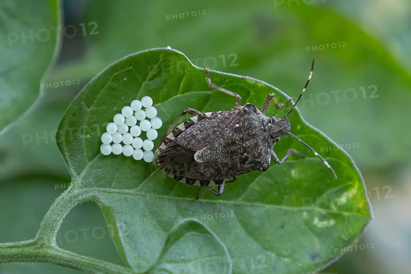 Brown marmorated stink bug (Halyomorpha halys) laying eggs on a tomato leaf (Solanum lycopersicum), Ternitz, Lower Austria, Austria