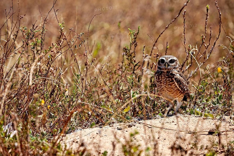 An owl is standing in a dry grassland, looking straight ahead. A rabbit owl – also known as a rabbit-eared owl or cave owl (Athene cunicularia) – in the Caatinga in Brazil