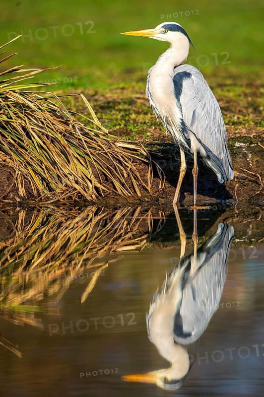 Grey heron (Ardea cinerea) on the bank of a body of water, Oldenburg Münsterland, Vechta, Lower Saxony, Germany