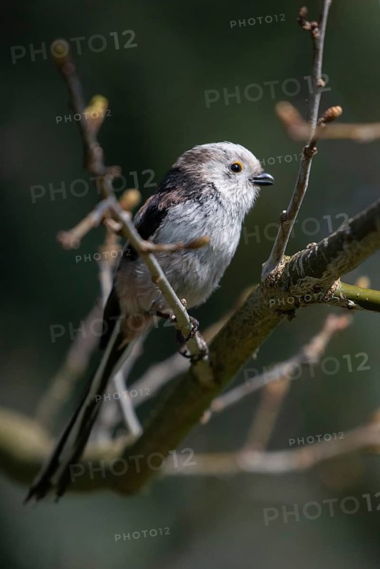 Aegithalos caudate, long-tailed tit, birds, high size, portrait format, tits, passeri, songbirds, tits, birds