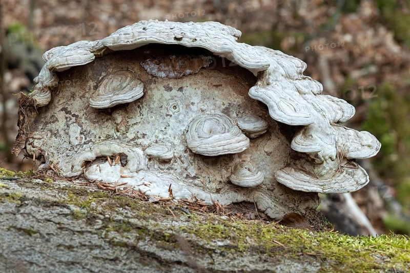 Flat lacquer porling, ganoderma applanatum, ganoderma lipsiense, lacquer porling, painter's mushroom, artist's bracket, artist's conk, artist's fungus, bear bread, fungi, mushrooms