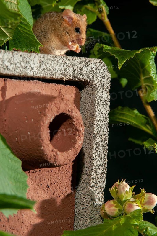 Hazel vole, Hazel dormouse, Muscardinus avellanarius, rodents, rodentia, bilche, dormice, dormouse, high size, portrait format, mammals, nesting aid, nesting box, rodents, sleepers, mammals