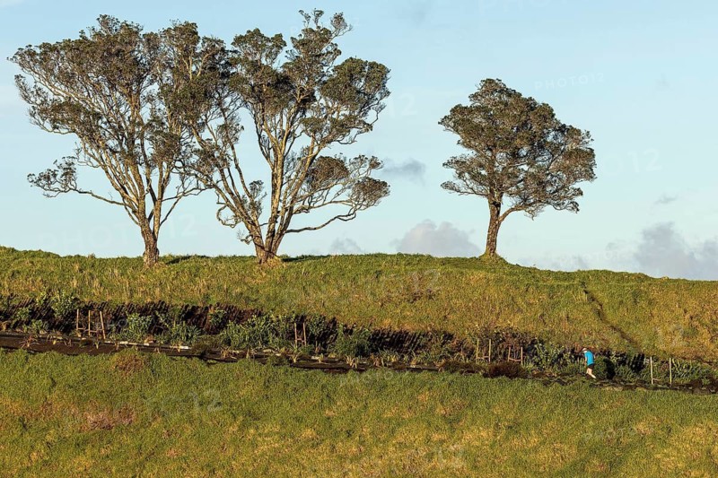 A jogger runs along a path past three trees on Mount Eden, Auckland, New Zealand