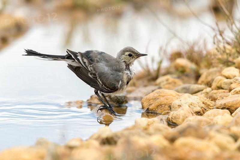 Wagtail, Motacilla Alba, White Wagtail, Bath, Bird Bath, Birds, Adolescent, Juvenile, Passeri, Songbirds, Potion, Birdbath, Birds, Watering Place