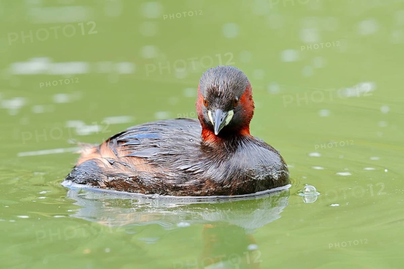 Little grebe (Tachybaptus ruficollis), swimming, North Rhine-Westphalia, Germany