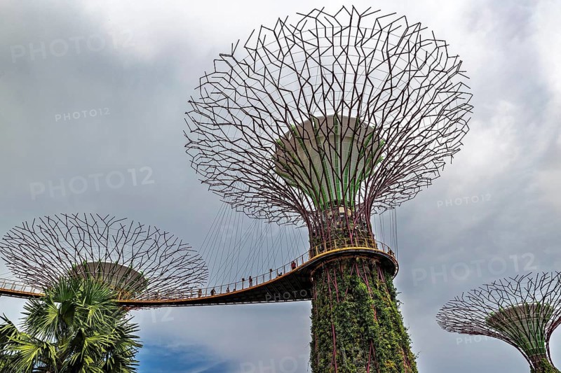 OCBC Skyway and Skywalk Experience at Supertree Observatory with an elevated walkway connecting giant environmentally sustainable man-made Supertrees at Gardens by the Bay offering aerial views over Marina Bay, Singapore