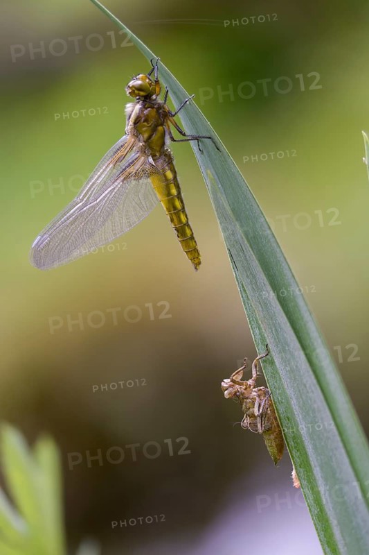 Broad-bodied chaser, libellula depressa, flatbelly, anisoptera, dragonflies, freshly hatched, high size, portrait format, insects, dragonflies, odonata, hatching, hatching